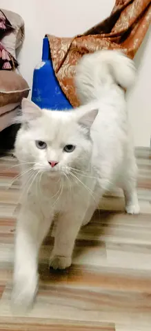 Pets for free adoption