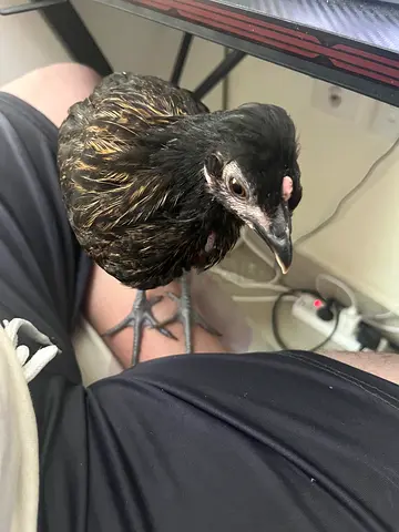 Cute chick is looking for a new warm home!