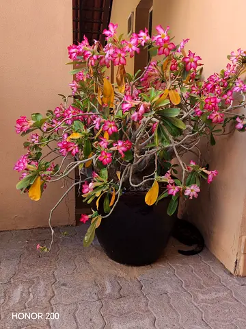 Large flowering potted desert rose (Adenium) - ready to place
