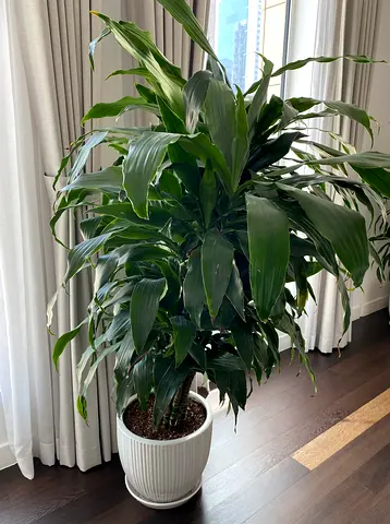 Nice Plant for Sale - Immedietely