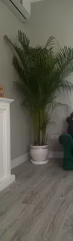 Palm indoor 2.8 m