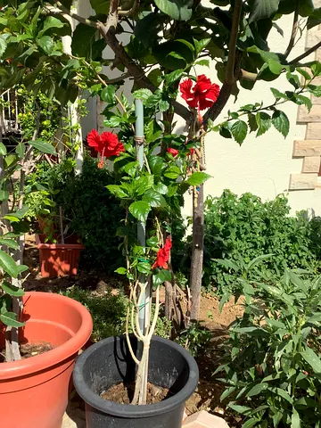 Plants