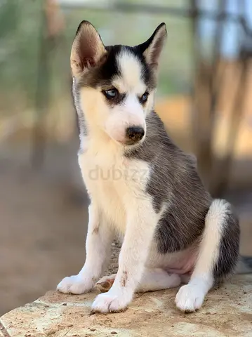 ⭐ Siberian Husky ⭐ 2 ½ month old, ready to leave home