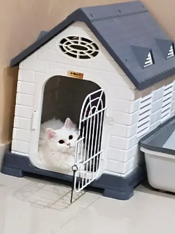 Cats