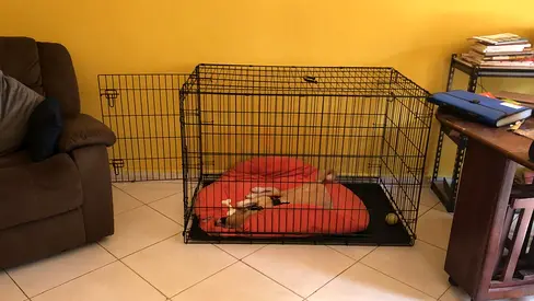 Large Foldable Dog Crate