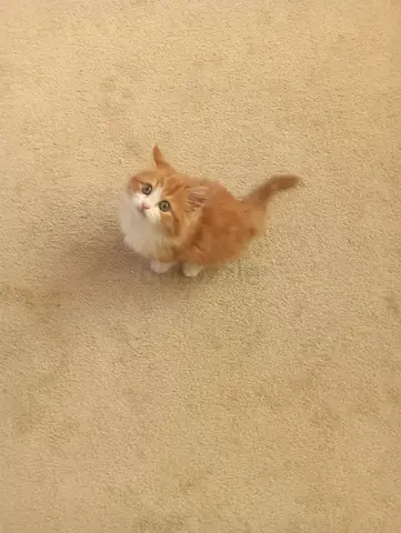 Pure Persian Kitten