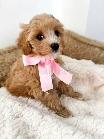 Adorable Cavapoo puppy - vaccinated, playful and ready for a Loving 💕 Home