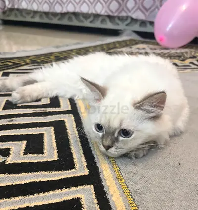 Kitten