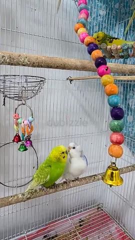 birds