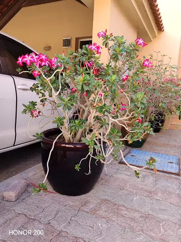 Glazed large pot with Desert Rose (Adenium) Large Potted Plant — Healthy Blooming Specimen