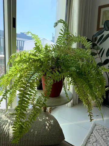 Beautiful Fluffy Fern