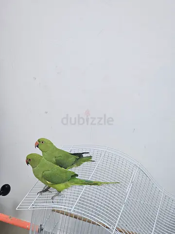 2 Indian parrot ببغاء درة 2