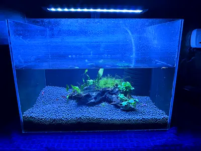 Anubias/Java Fern Planted Fish tank including many high grade shrimp