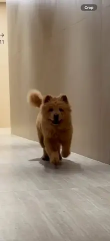 تشاو تشاو الصيني