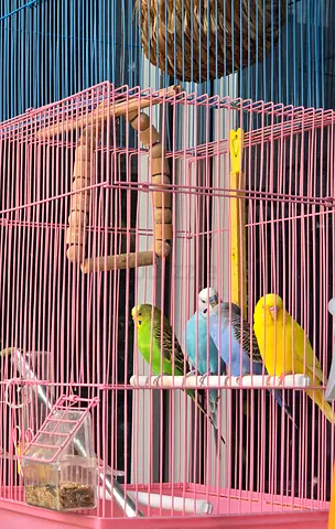 Budgie