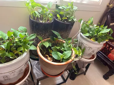 Plant with pot