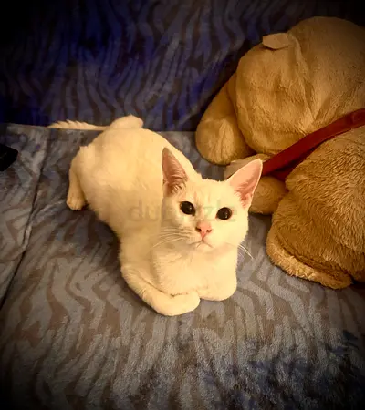 Kitten looking for a safe home