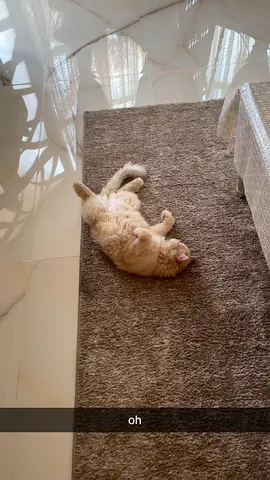 hes a male and hes two years old very lovey and very good around kids