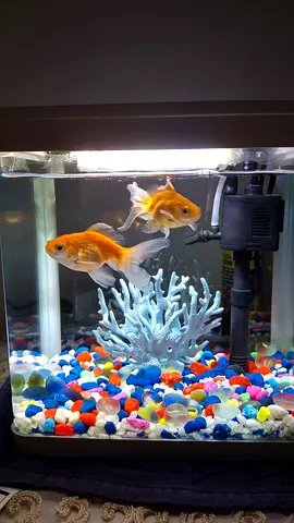 Small aquarium with fishes and all accessories