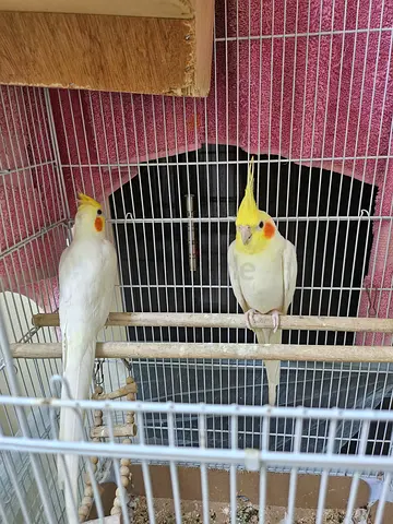 Cocktail birds
