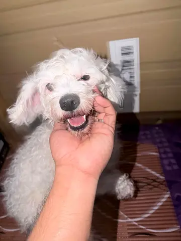 Young small white dog Alexa friendly, looking for new home