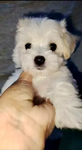 pet