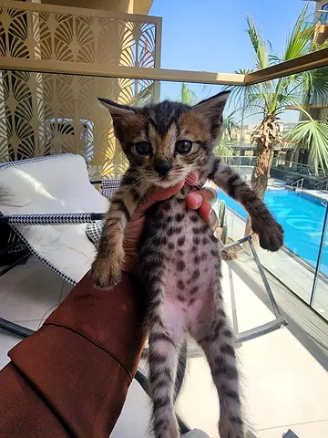 Kittens for adoption