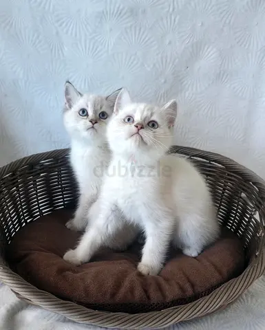 Ragdoll