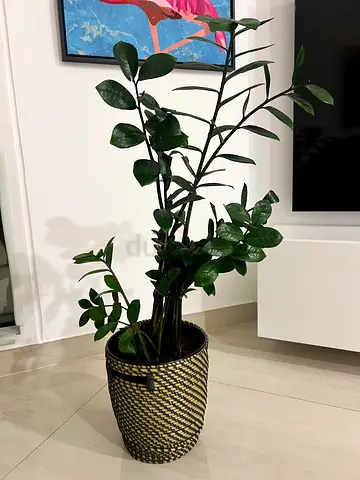 Zamioculcas zamiifolia Indoor Plant