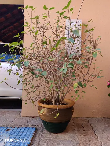 Two Medium Potted Indoor/Outdoor Plant in Ceramic Planter - Healthy Foliage