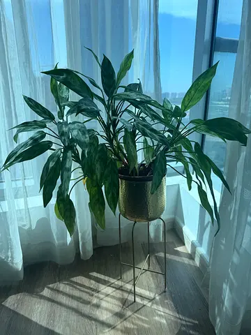 Urgent move out Large indoor potted plant with decorative stand