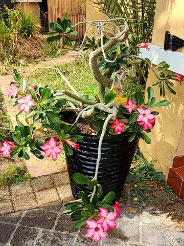 Big over 20 years old desert rose in a planter