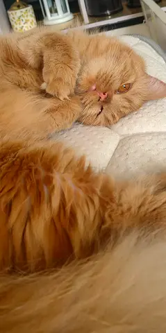 Cat for free adobtion