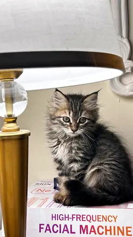 Young long-haired tabby kitten  friendly and playful (ready for new home) free adoption