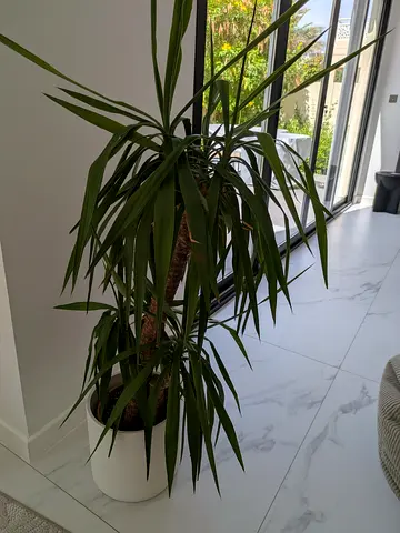 Palm Indoor Plant (pot not included)