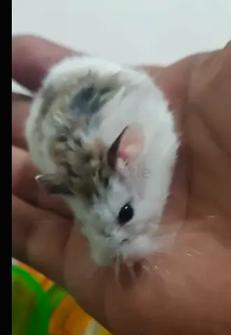 2 Russian dwarf hamsters and 2 Syrian dwarf hamsters with their cage are available for adoption free