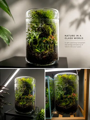 Self-sustaining Glass Terrarium / Moss Jar - Ready to Display