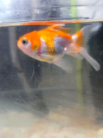 Aquarium fish Gold fish available