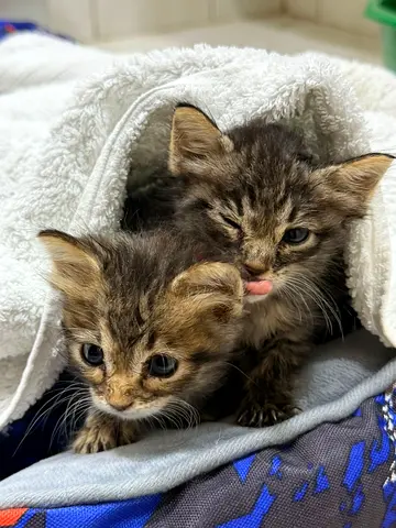 Cats for adoption