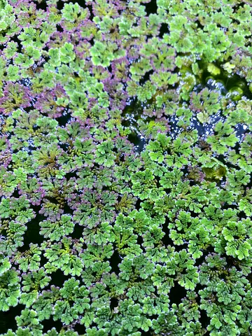 Plants