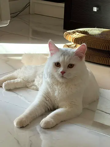 male cat for adoption