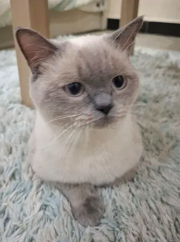 Cat for free adoption