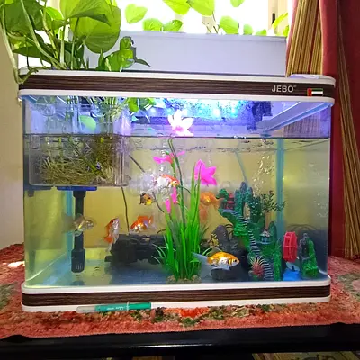 Fish Aquarium