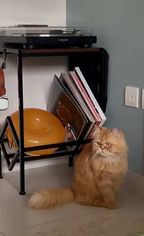 Vinyl Record Stand with Storage