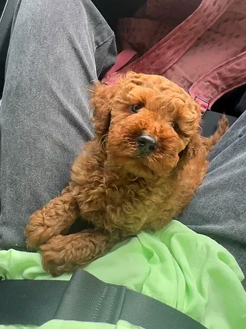 cute brown toy poodle for adoption