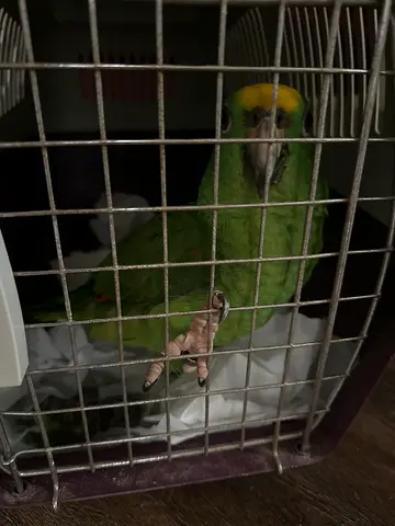 Found a parrot
