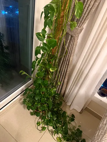 Money plant