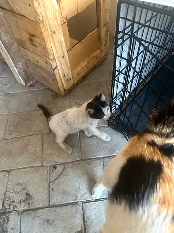 Mom and 4 kittens looking for a good home