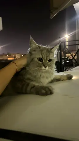 Cats for free adoption