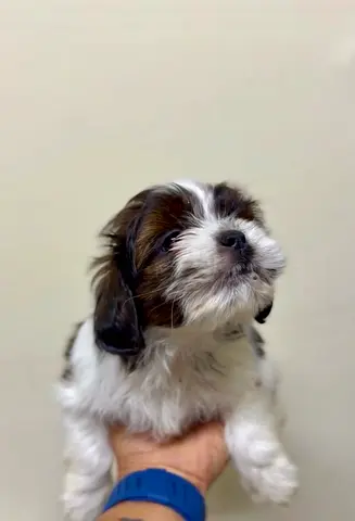 pet
